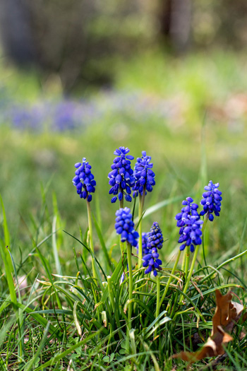 Flowers_blog