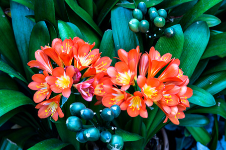 OrangeFlowersw