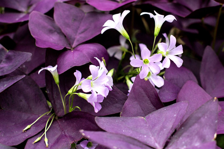 PurpleFlowersw