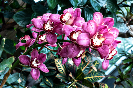 Orchids1w