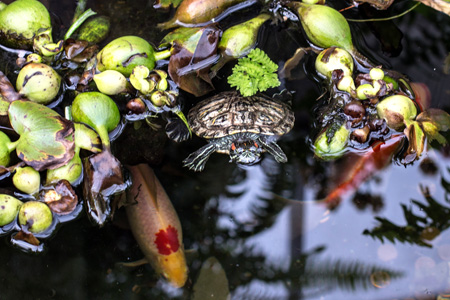 Turtlew
