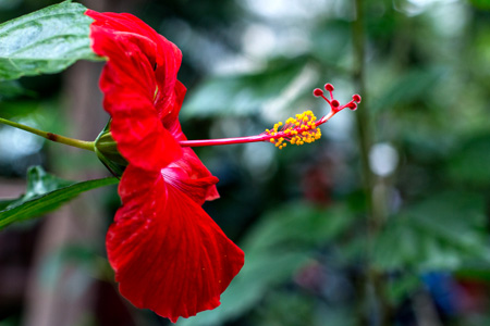 RedHibiscusw