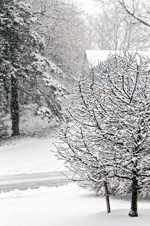 FallingSnow_w