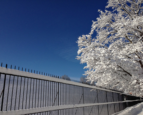 Fence&Tree8X10w