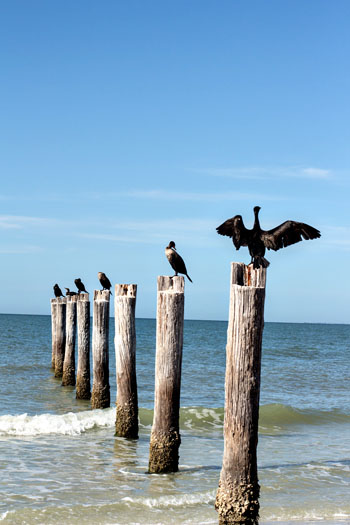 CormorantsOnPolesw