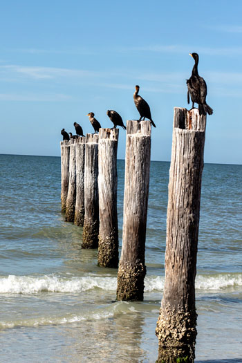 CormorantsInARoww