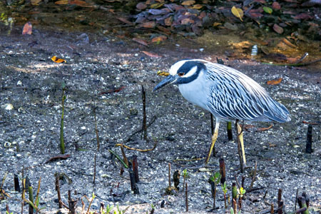 Yellow-crownedNightHeronw
