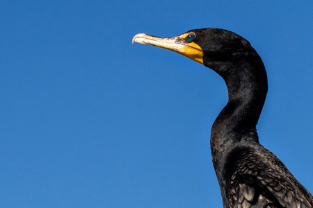 1.16Double-crestedCormorantw