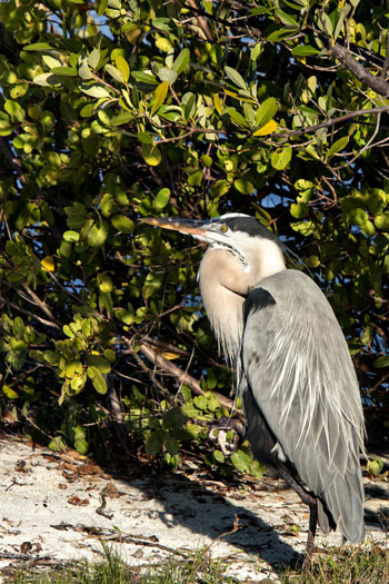 GreatBlueHeronw