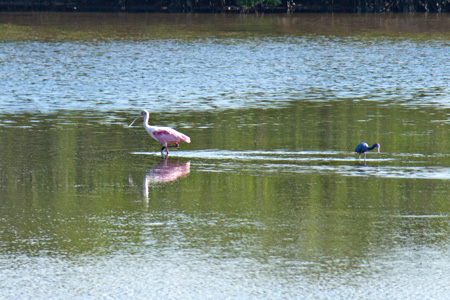 1.14RoseateSpoonbill&Heron_edited-1w