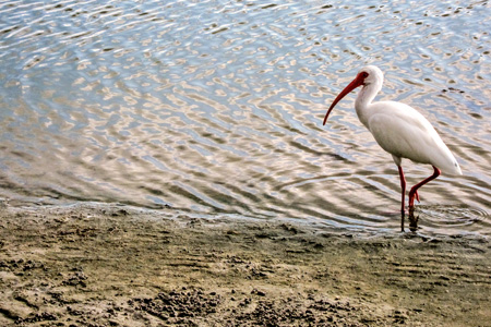 1.12WhiteIbis_edited-1w