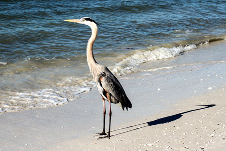 WalterGreatBluew