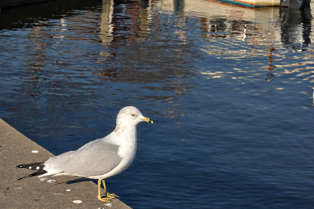 SeaGull_edited-1w
