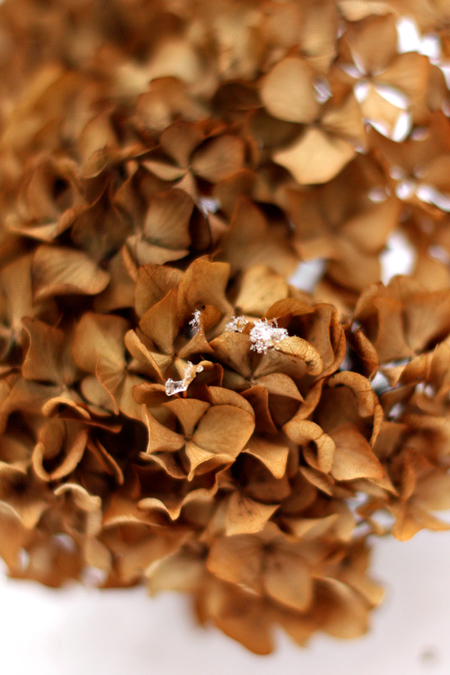 Hydrangea2w