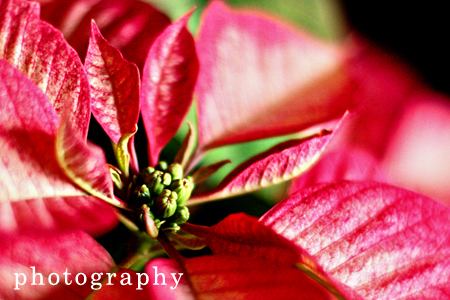 11.26.PhotographyTextw