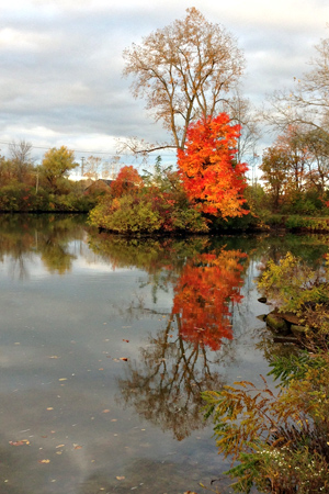RedTree1w