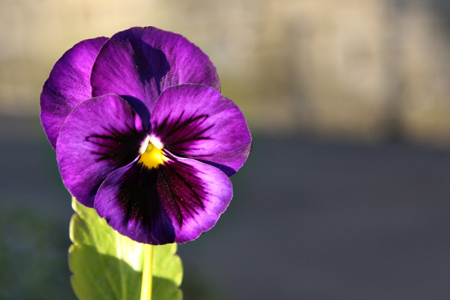 Violetw