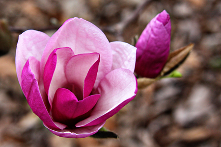 3.23Magnoliaw