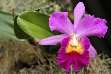 RedVioletOrchid3w