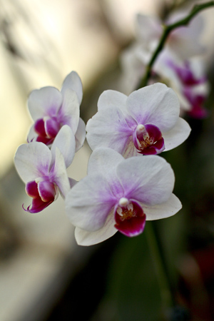 WhiteOrchidsw
