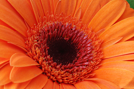 Flower2w
