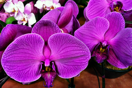 2.24_Orchidw