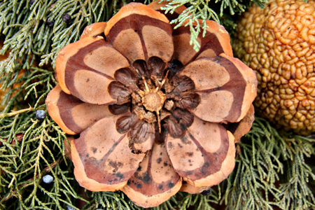 Pineconew