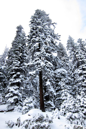 SnowyPines1w