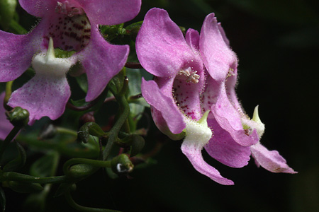 HangingPlantw