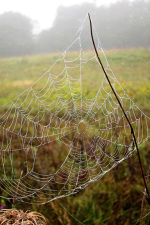 Webw