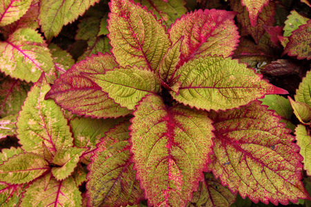 Coleus2w