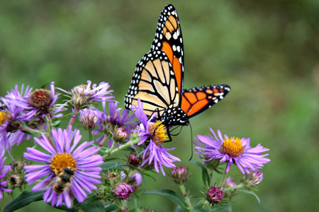 Butterflyw