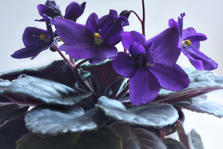 Violet2w