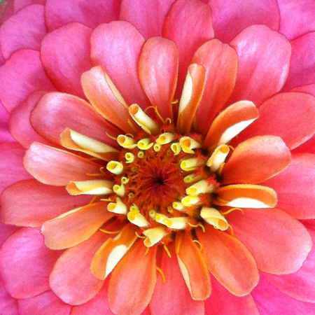 ZinniaCenterw
