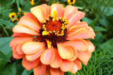 Zinnia2w
