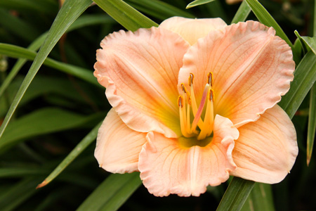 Flowerw