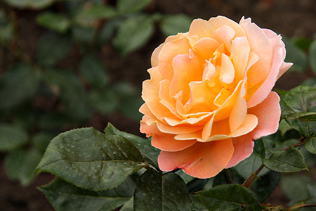 Rosew