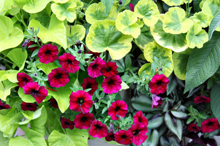 Leaves-RedFlowersw
