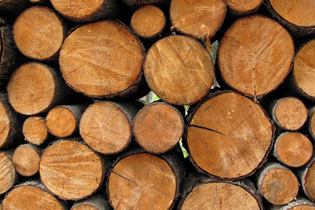 Woodpilew