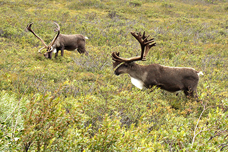 Caribou1w