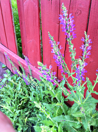 Flowers:Fence2