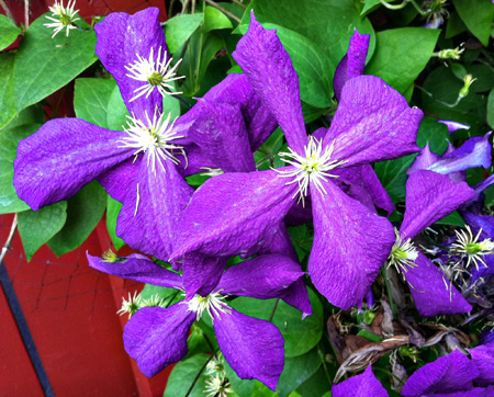 Clematis