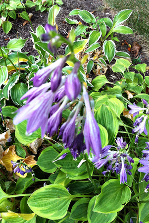Hostas