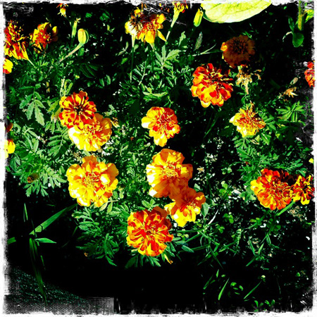 Marigolds