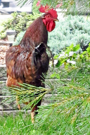 Rooster1w