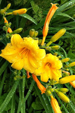 Liliesw