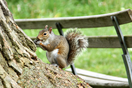 Squirrel&Benchw