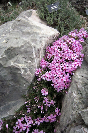 DBRocks&Flowersw