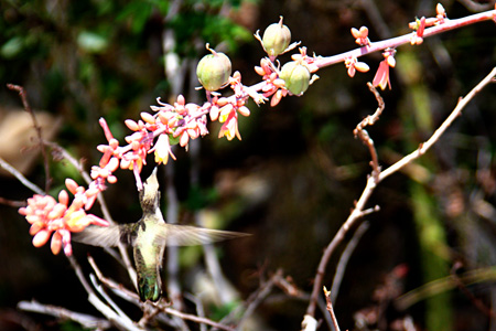 Hummingbirdw