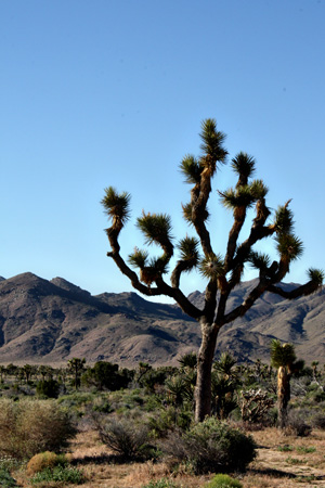 JoshuaTreew